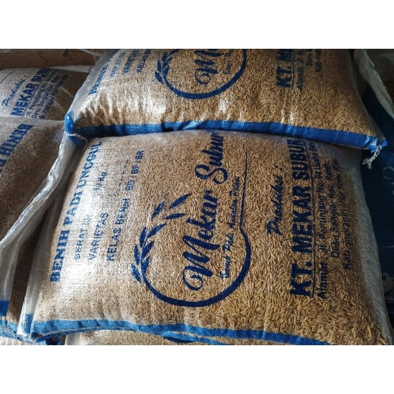 Benih padi Batang Piaman