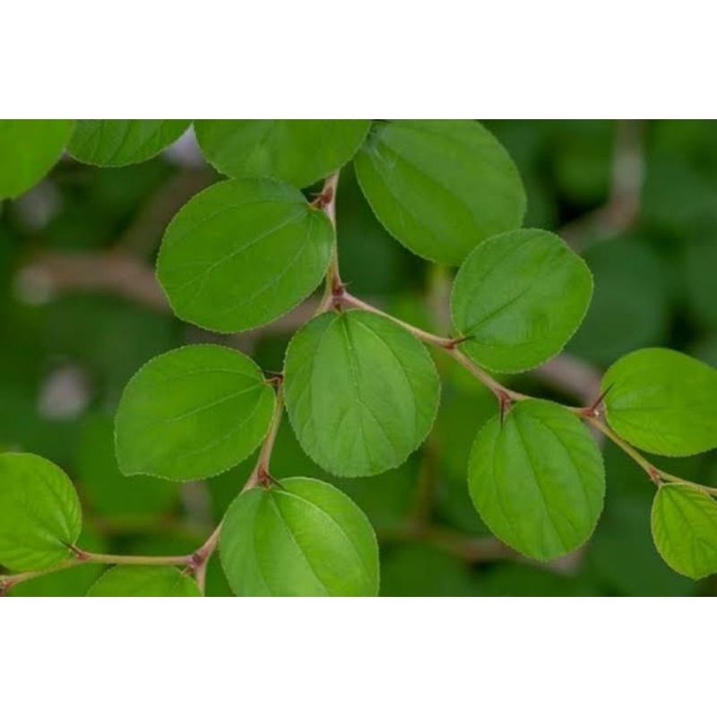 

Daun Bidara Arab Asli Ruqyah 50 Lembar