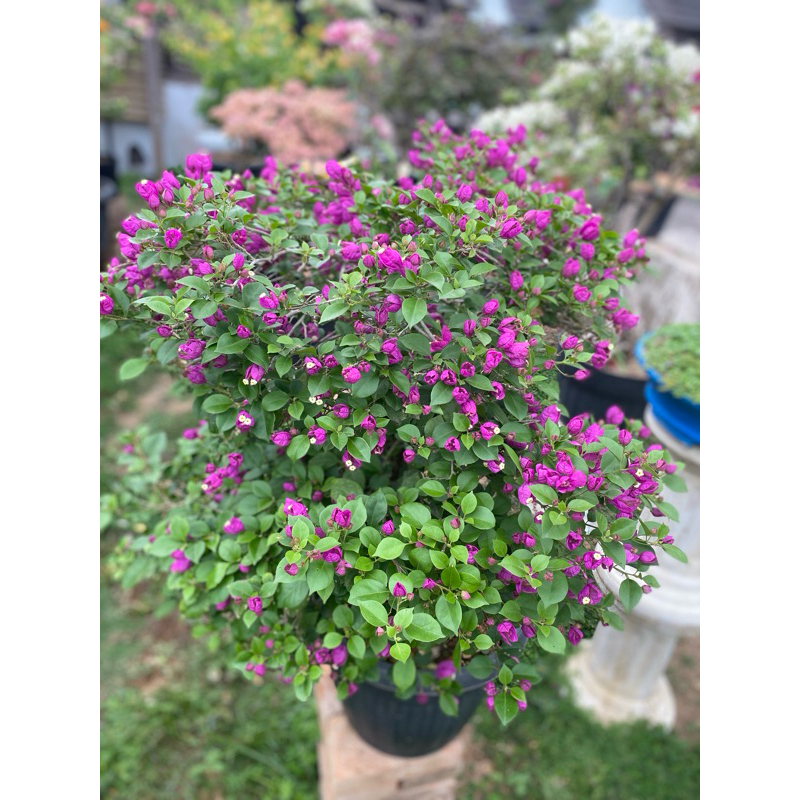 bougenville anggur ungu