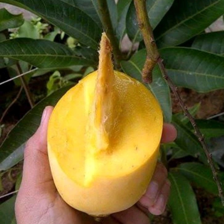 pohon mangga chokanan unggul