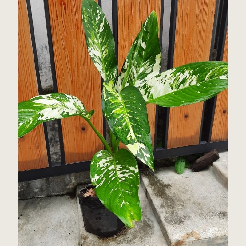 Aglonema Blonceng Sri Rejeki Tinggi 80 cm Batang Besar