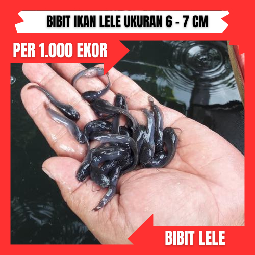 Bibit lele ukuran 6 - 7 cm per 1000 ekor di bandung