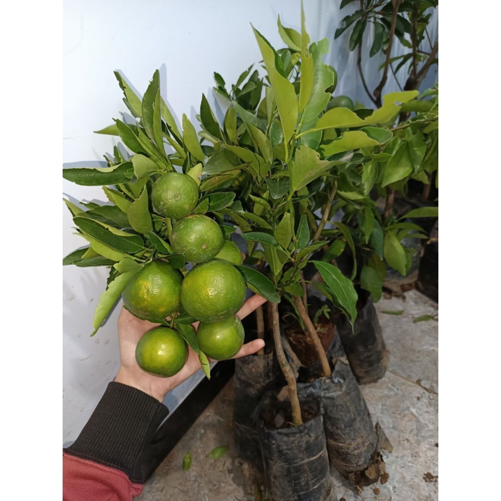 BIBIT JERUK MANDARIN TAMBULANPOT POLIBEK KECIL BERBUAH PRODUK SPESIAL 6.6