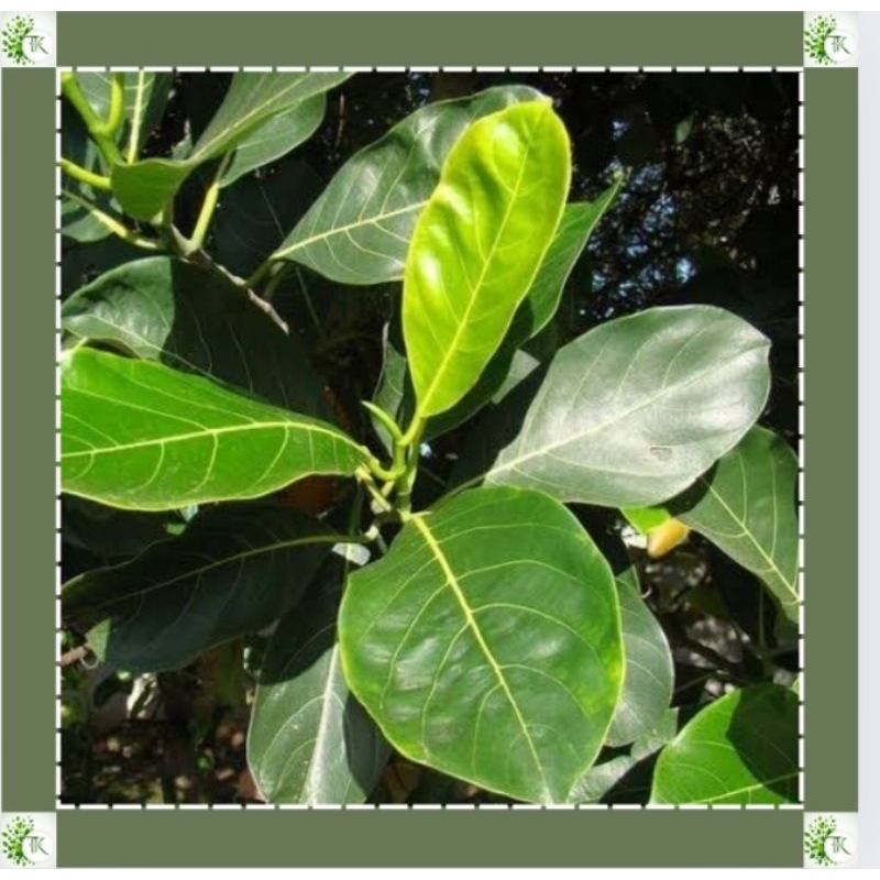 

Daun Nangka Segar 100 Lembar