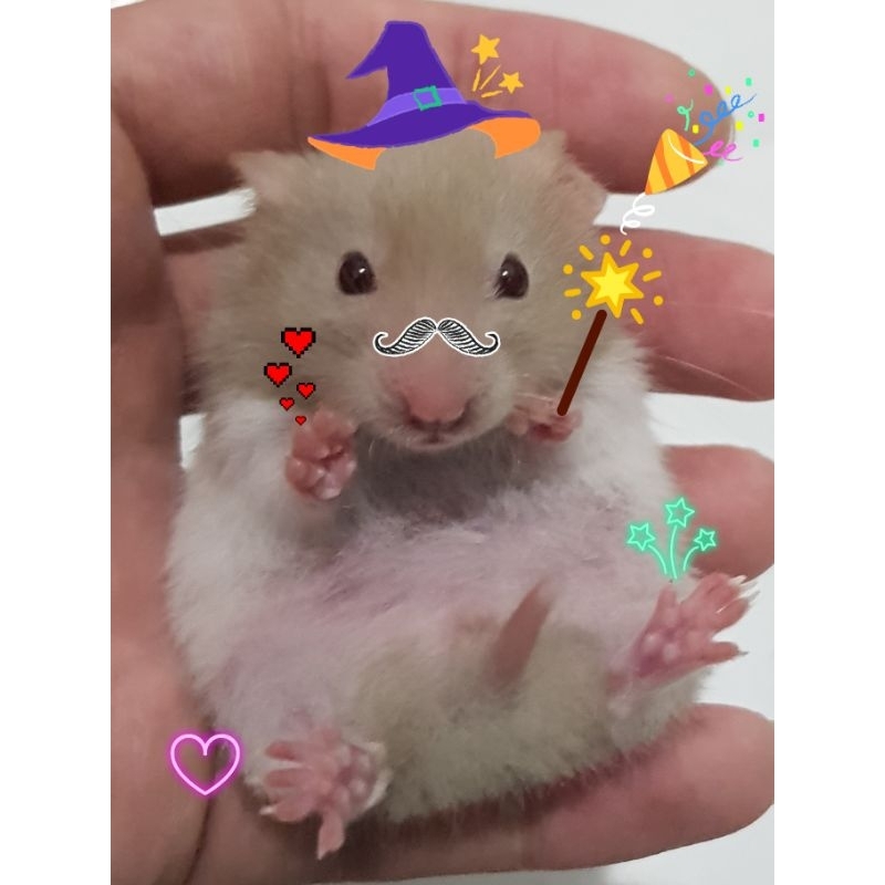 sepasang hamster syrian jantan betina