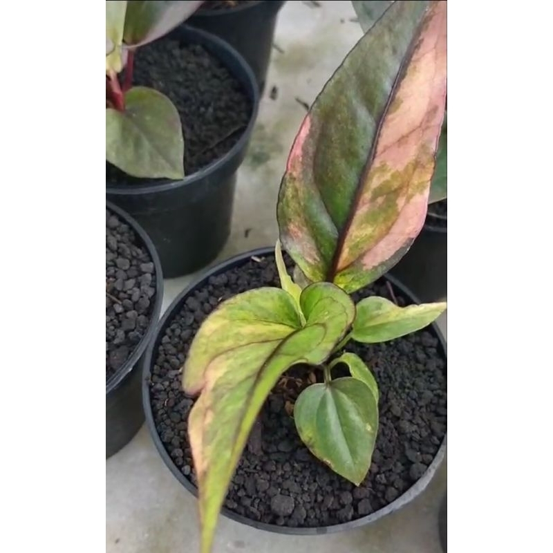 anthurium hokeri pink ( serat hitam )