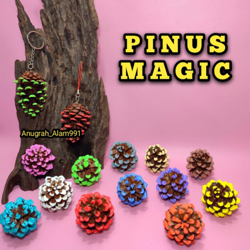 Buah pinus Cemara kering warna warni kembang pines Pin cone Produk ASA untuk dekorasi Rustik dan ker