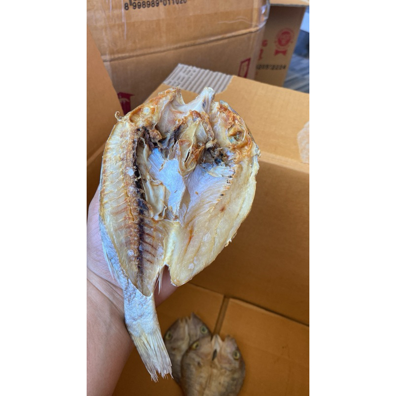 

Ikan kering katamba Sedang |Kakap 1kg