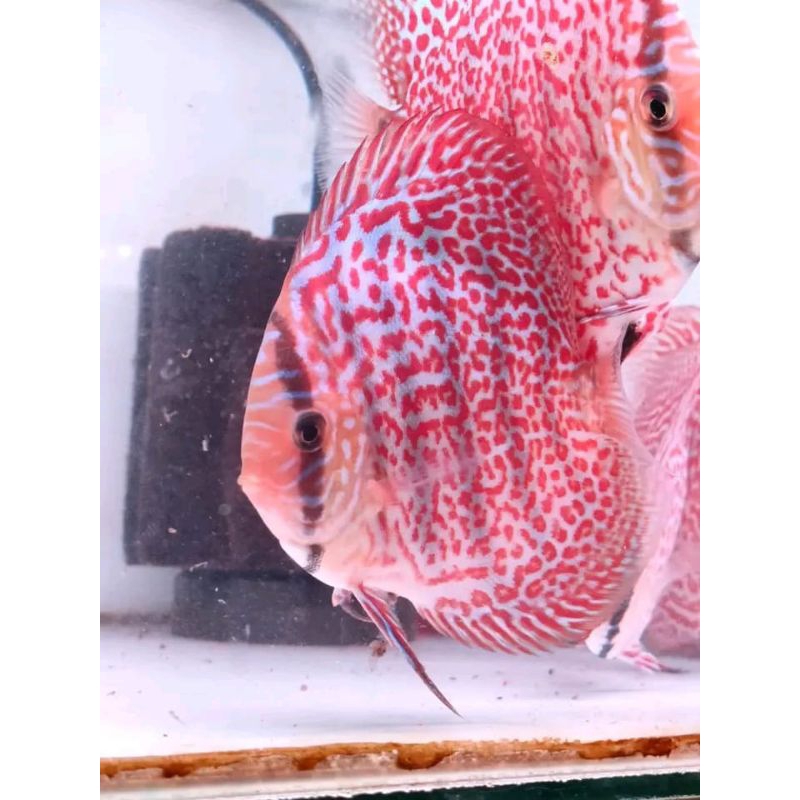 discus phantera mozaik