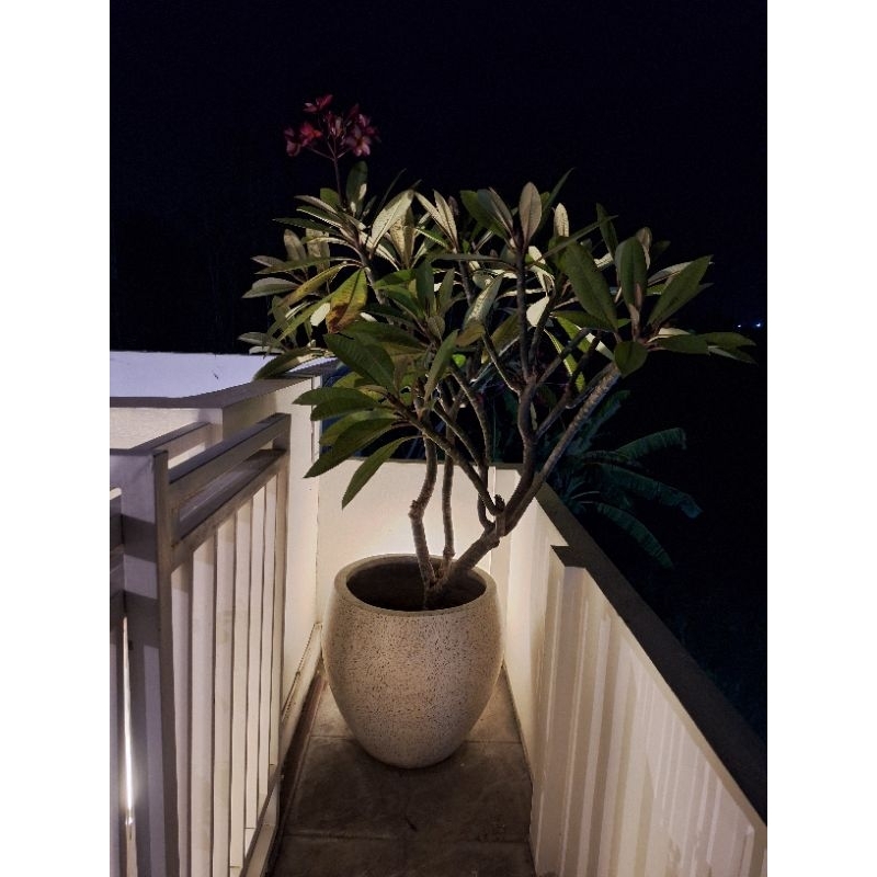 READYYY Pot Terazzo Marmer Size Besar Gentong / Kapsul