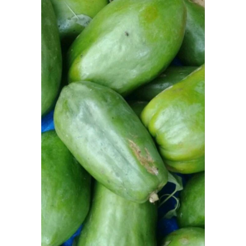 

paya muda 1 buah