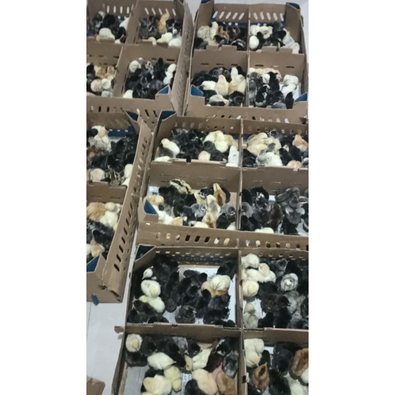 10 ekor Doc AKJ bibit anak ayam kampung jumbo panen 60 sampai 75 hari