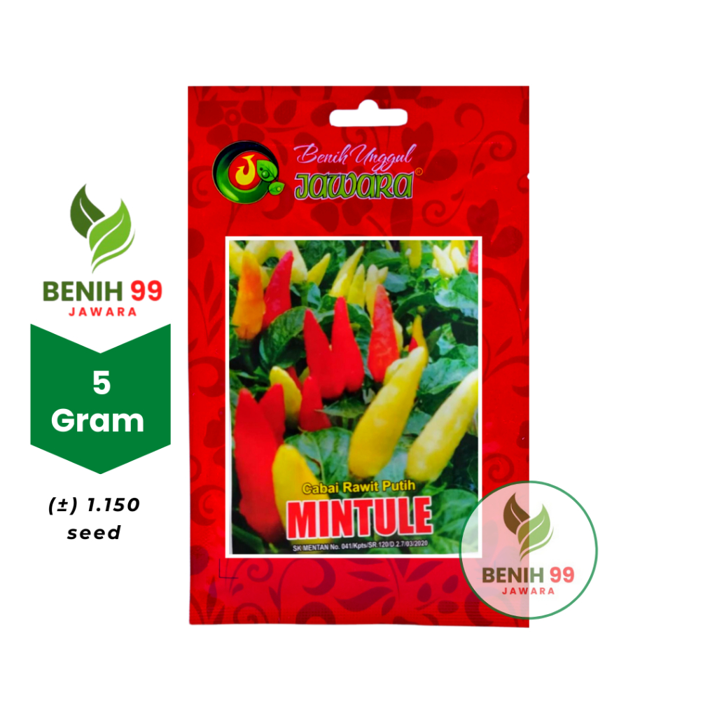 Benih Cabe rawit putih MINTULE JAWARA