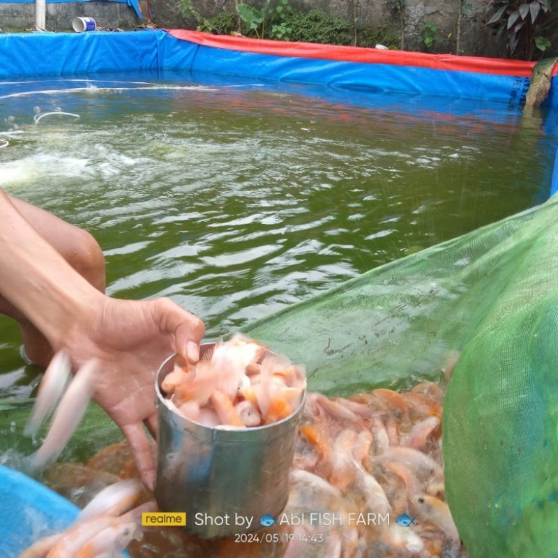 Bibit nila merah Bangkok 1 liter