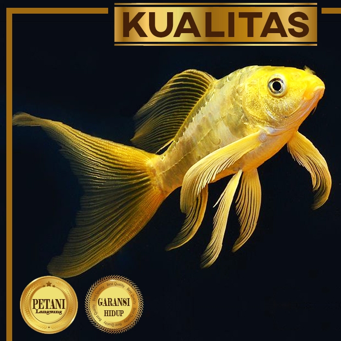 Baby Koi Golden Slayer Ikan Hias Kolam Aquascape Hiasan Aquarium Tanaman Air