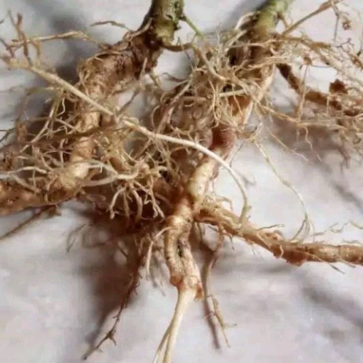 

Akar Pohon Cepokak segar paket 1 kg