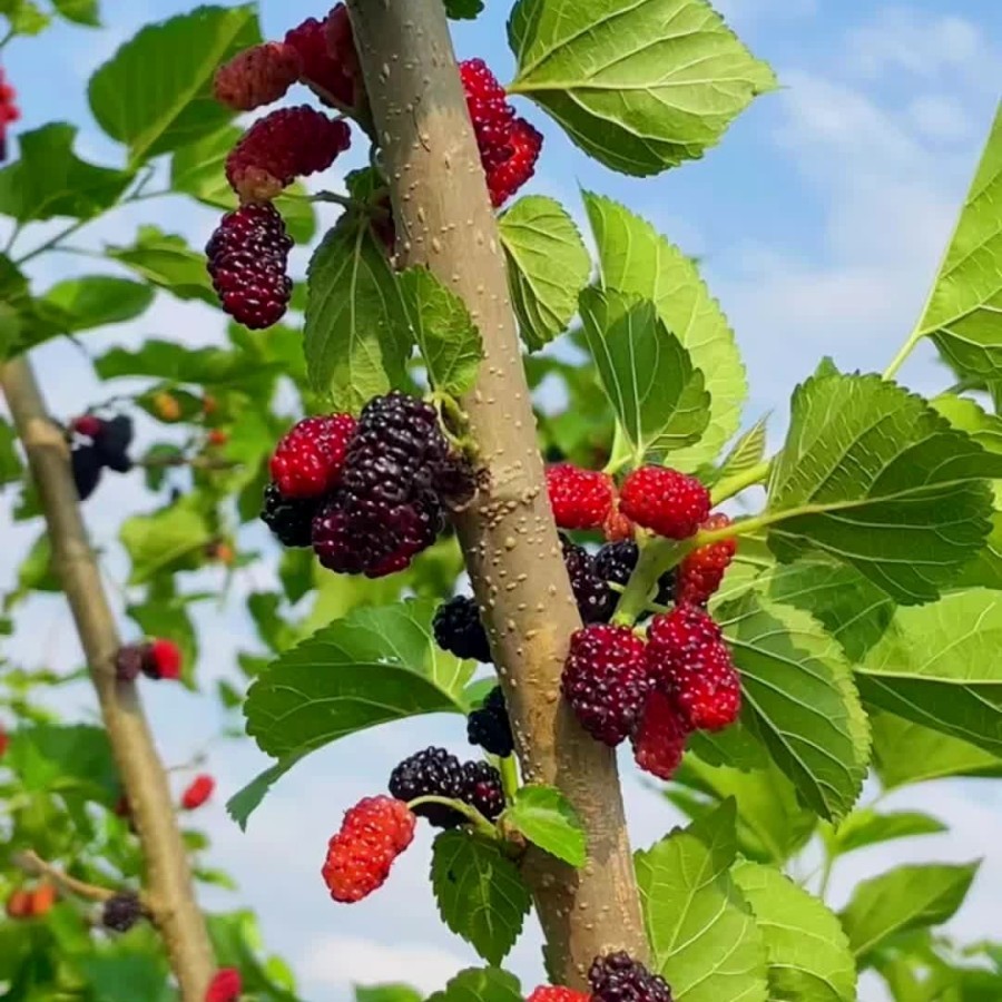 

41. Tanaman Hias buah Murbei sudah berbuah cocok untuk dibonsai