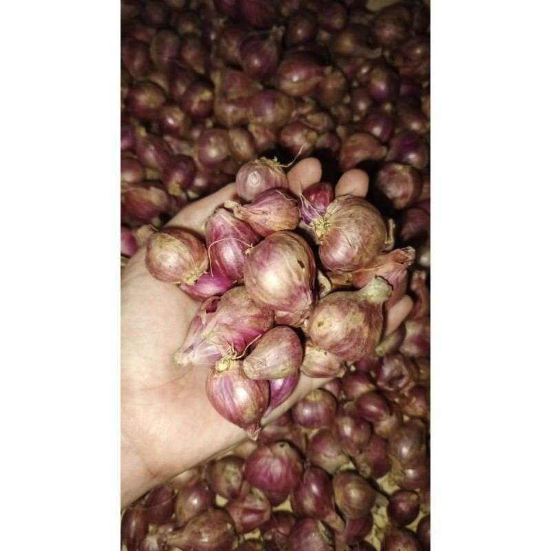 

Bawang Merah / bawang merah 1 kg / bawang merah nganjuk