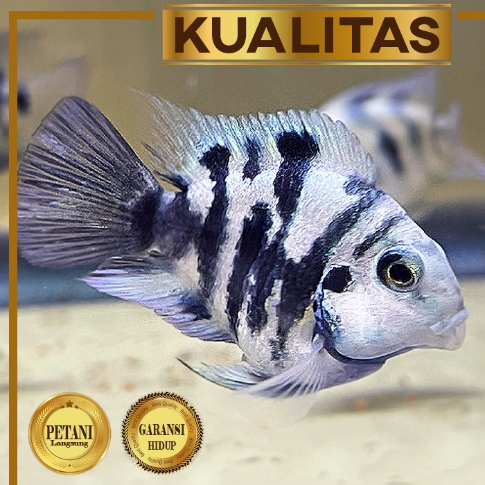 Blue Polar Parrot Cichlid Ikan Hias Aquascape Hiasan Aquarium Tanaman