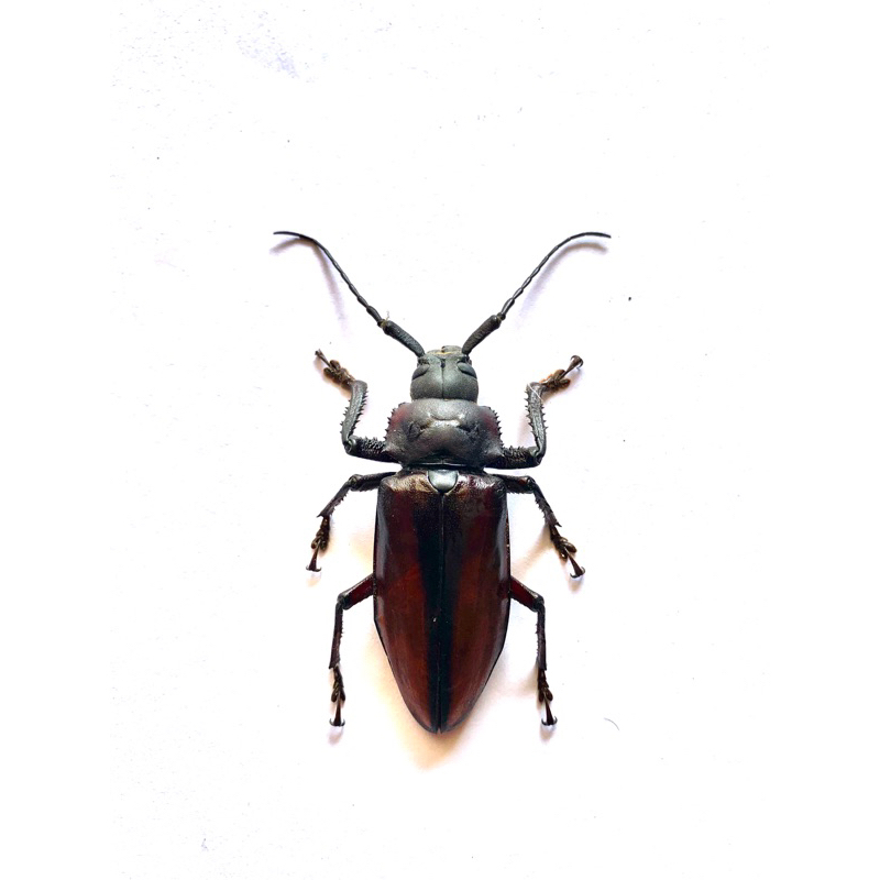 awetan serangga macrotoma