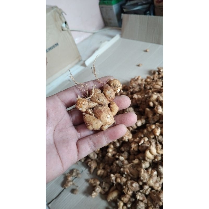 

kencur tua wangi fresh 1kg