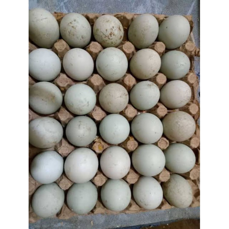 

Telur Bebek Mentah Fresh Per Butir