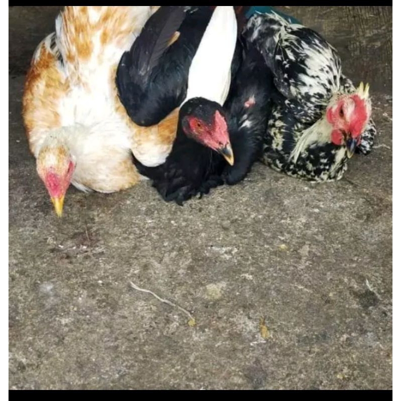 ayam jago kampung
