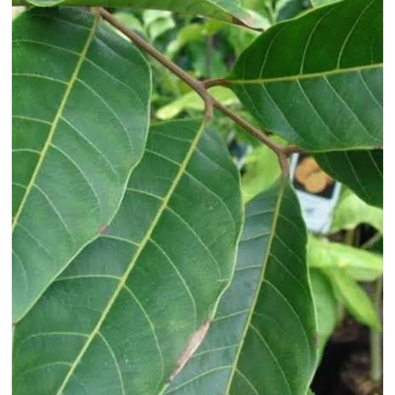 

Daun rambutan daun rambutan segar