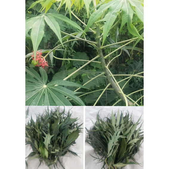 

Daun Betadin Segar / Daun Yodium Segar Alami