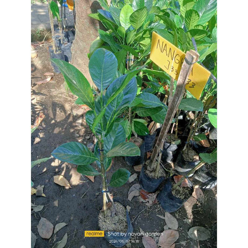 bibit nangka j33 | nangka j33 | sudah okulasi | cocok untuk bahan tabulampot | bibit nangka