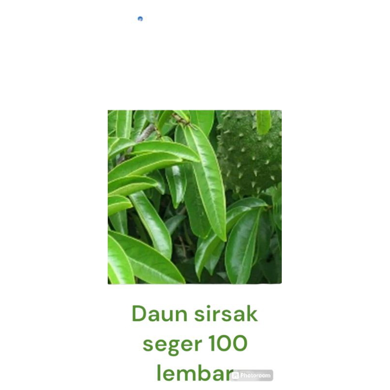 

(daun sirsak segar termurah) daun sirsak segar 100 lembar