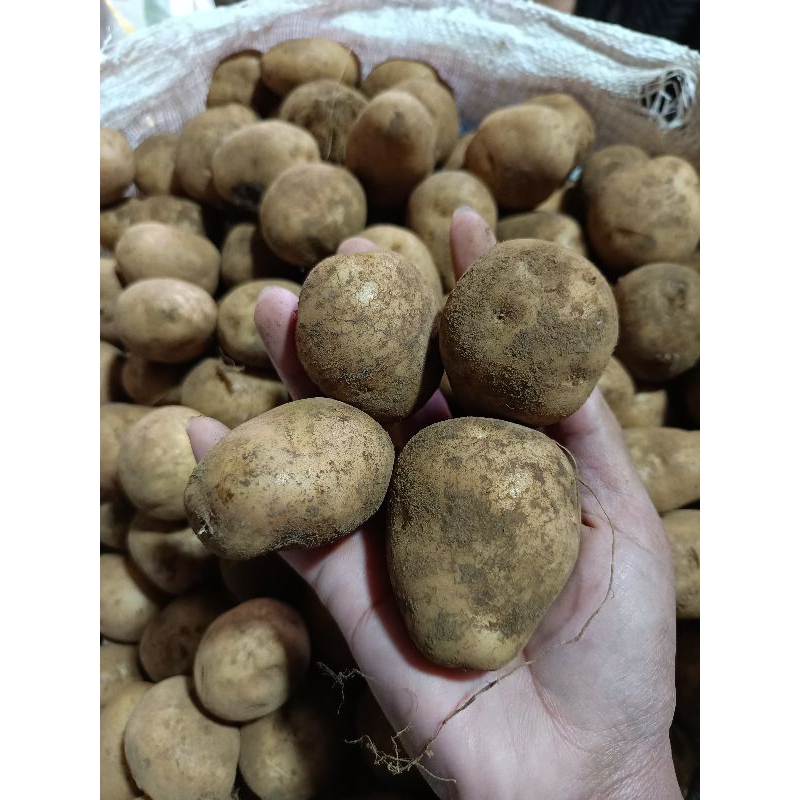 

kentang