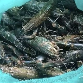 

Udang Lobster Air Tawar Berbagai ukuran