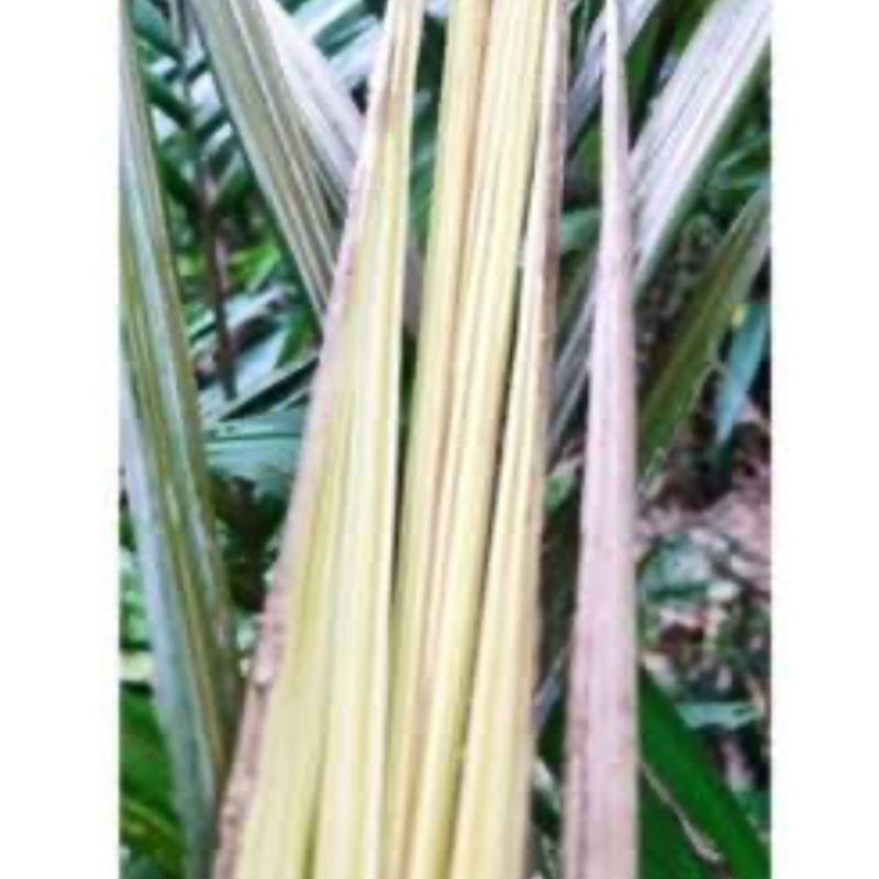 

Daun salak muda segar 500 gram petik langsung-az