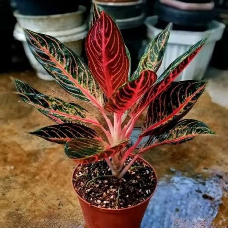 Indukan Daun 9 Up Aglonema Red Sumatra / Aglonema Pride Of Sumatra (aglo POS)