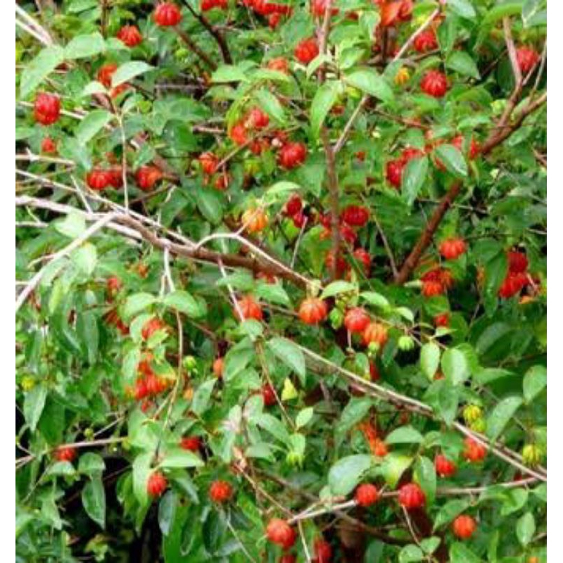 

buah lagkah dewandaru, segar isi 20 buah