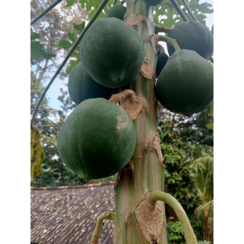 

BUAH PEPAYA LANGSUNG DARI POHON