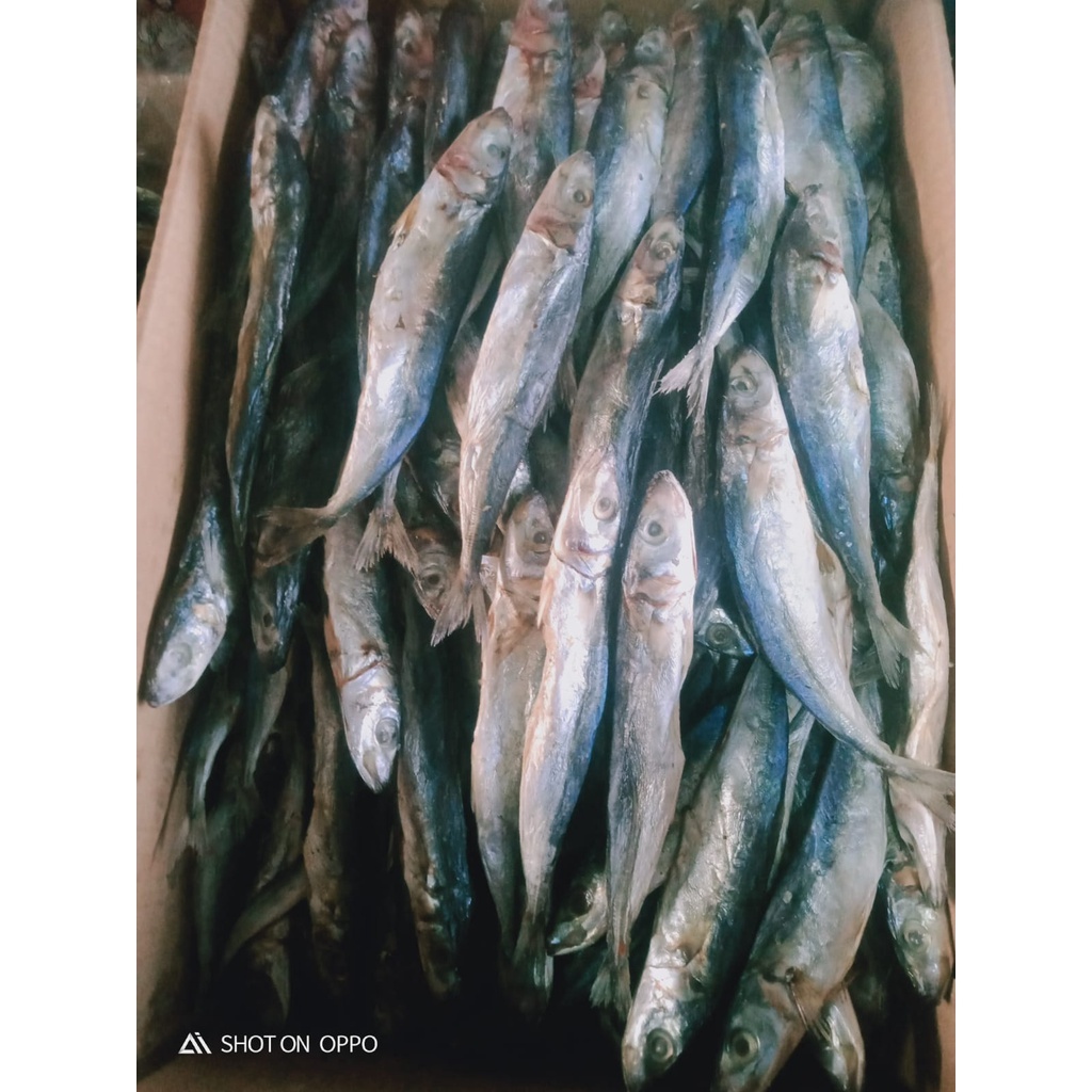 

Ikan Asin Klotok K2 Tanggung 10-11kg Untuk Selera Anda