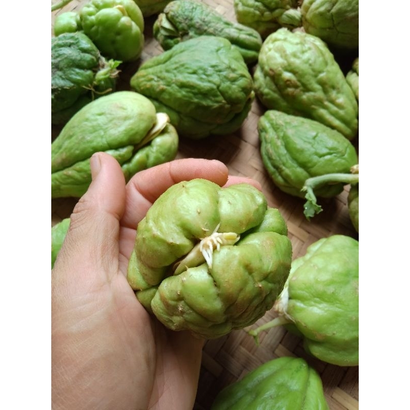 BIBIT LABU SIAM SIAP TANAM / TANAMAN LABU SIAM