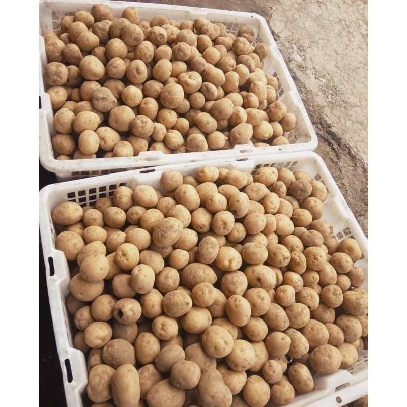 

kentang dataran tinggi Dieng Kecil BABY POTATO harga tertera per 500gram