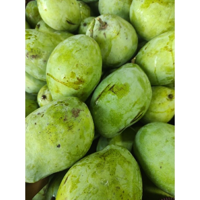 

MANGGA INDRAMAYU 1KG / MANGGA GARING / MANGGA MENGKEL / JAMIN BAGUS