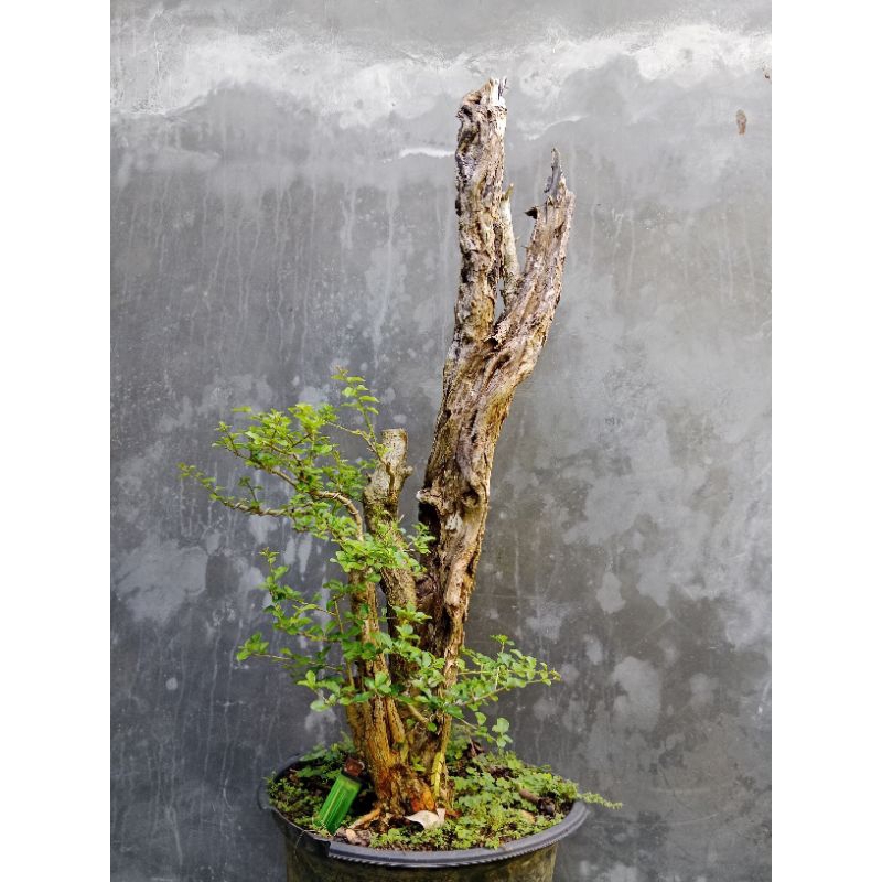 Bonsai Sisir Kaliage | Bonsai Sisir tua