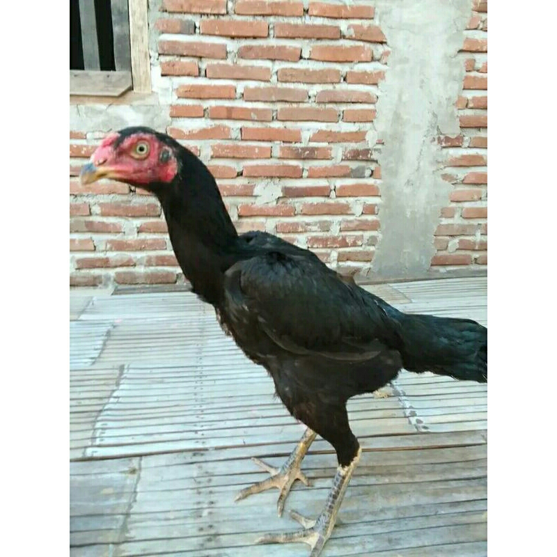 Ayam betina bangkok super/usia 8-9bulan