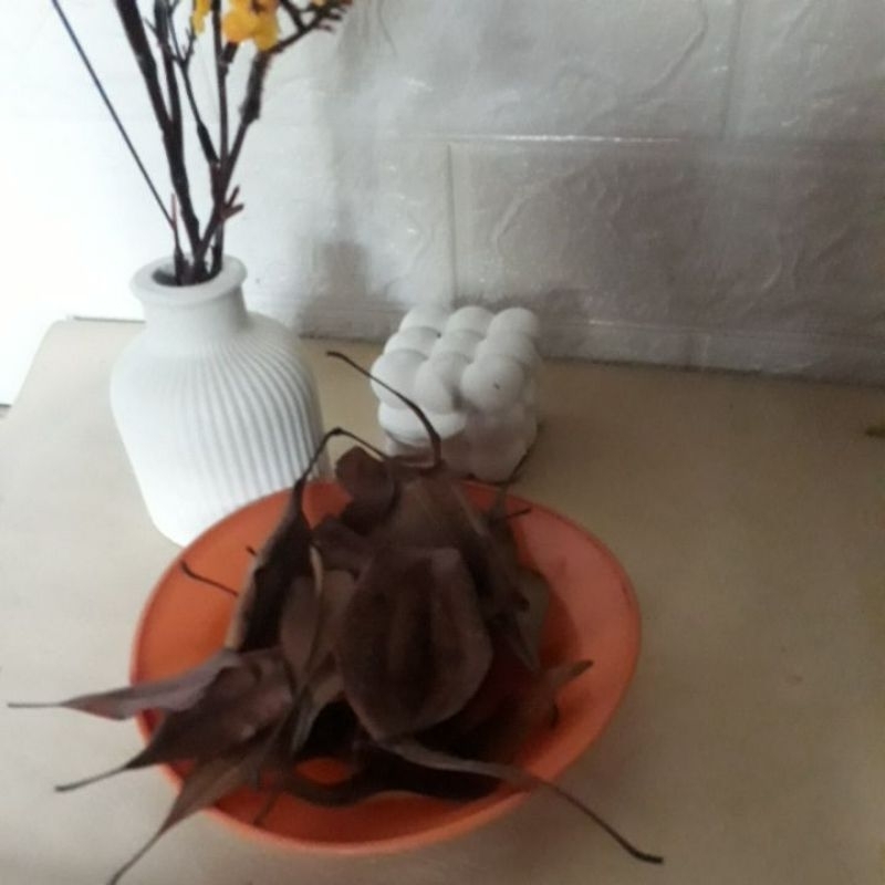 

100 gr daun cengkeh kering kualitas terbaik