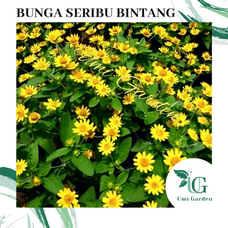 5 Biji Benih Bunga Seribu Bintang Matahari Kecil Kuning