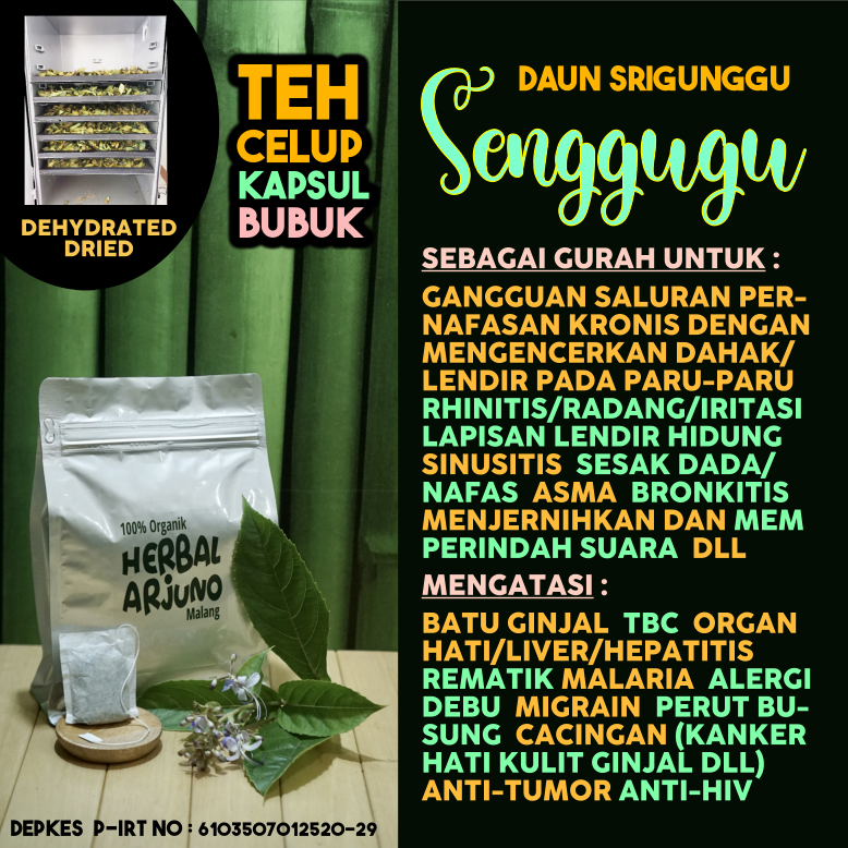 

Dehydrated Dried Teh Celup Kapsul & Bubuk Daun Senggugu Srigunggu Obat GURAH Pengencer Dahak Lendir Pada Paru-Paru Asma Sesak Nafas Sinus Rhinitis Jernihkan Suara Tumor Kanker TBC Batu Ginjal DLL Herbal Alami