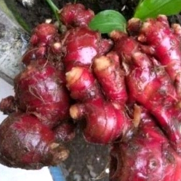 

Jahe Merah Segar|| Red Ginger Fress 1kg