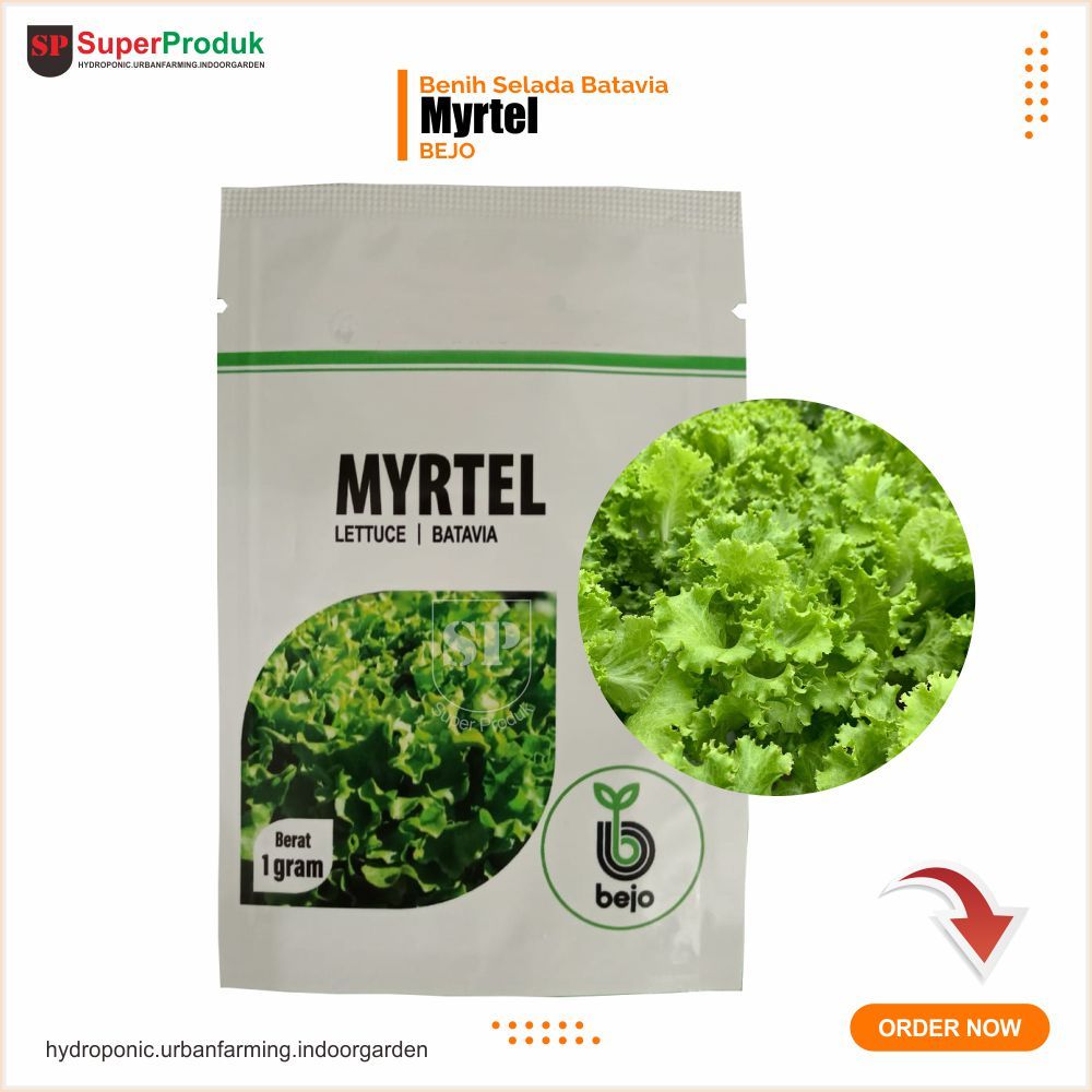 Benih Selada Batavia Myrtel Bejo Kemasan 1gr