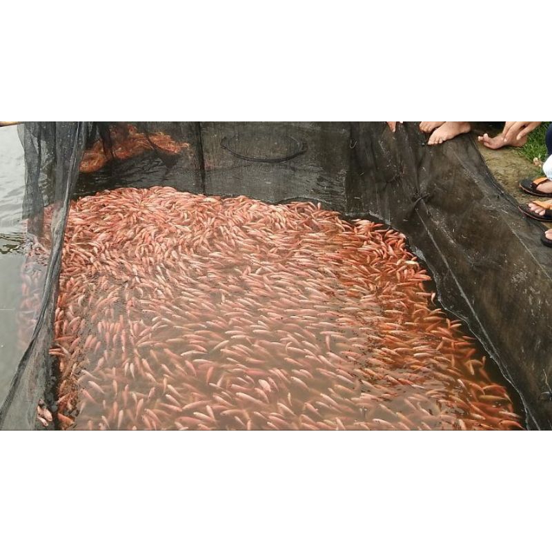 bibit mujair/nila merah ukuran 2-3cm isi 50 ekor