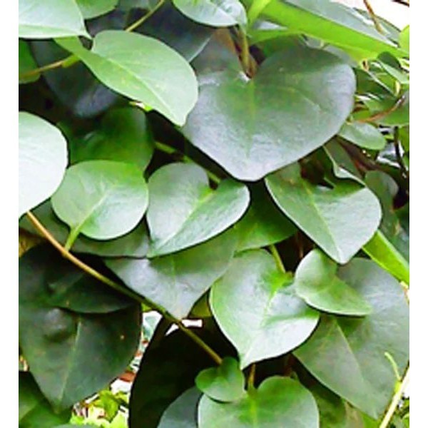 

Jual Daun Binahong Segar 500 gram